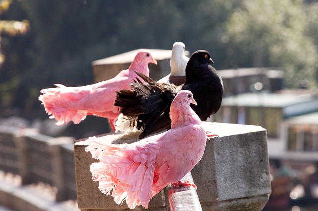 狄龍28分5籃板，伊森22分8籃板，阿門10分11助攻，火箭輕松戰勝開拓者取得杯賽兩連勝.
