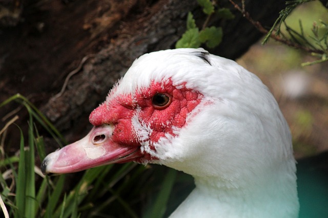 狂轰18+9+4+1+4！老莫三节苦苦支撑，广东2节迷失，伯克问题暴露.